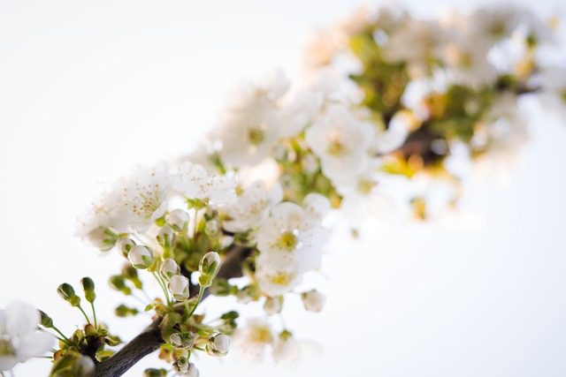 Free Cherry Blossoms Blossoms photo and picture