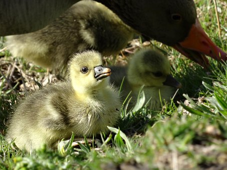 Free Chick Goose Chicks photo and picture