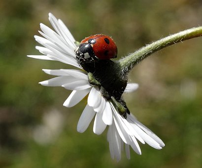 Free Ladybug Daisy photo and picture