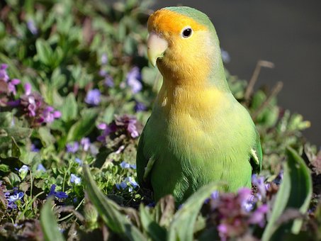 Free Parrot Nature photo and picture