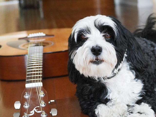 Free Dog Music photo and picture