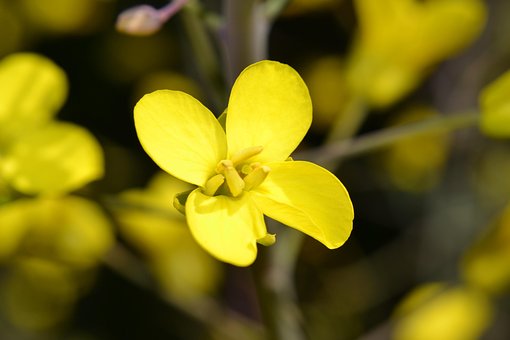 Înflorire Kale, Flori Fundal