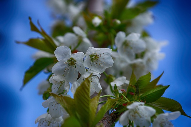 Free Spring Flower Wallpaper photo and picture