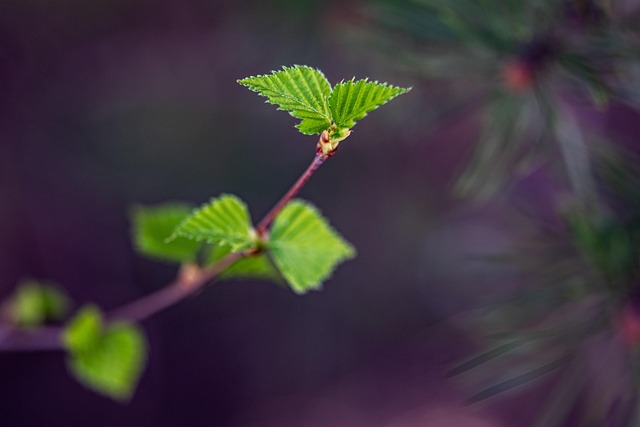 一颗树 树叶 绿色 - Pixabay上的免费照片 - Pixabay