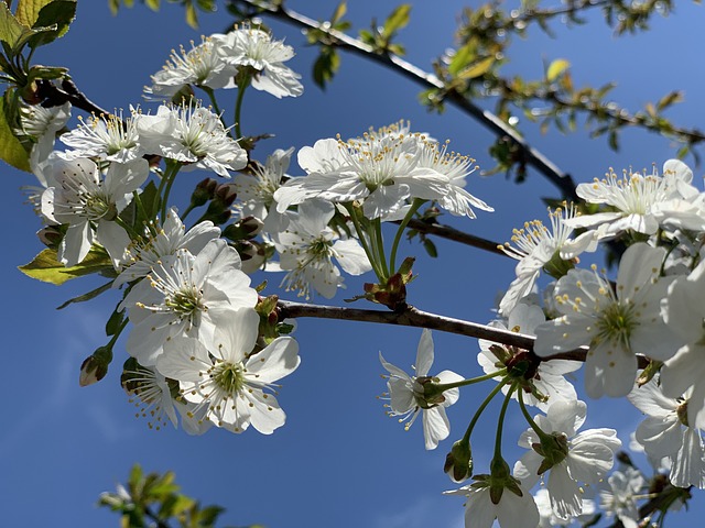 Free Cherry Wood photo and picture