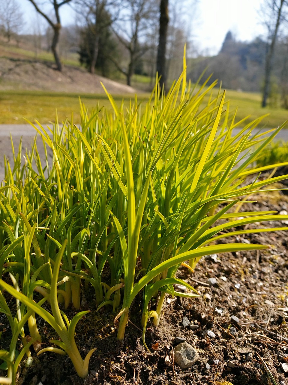 Grass Bed Green Free photo on Pixabay Pixabay