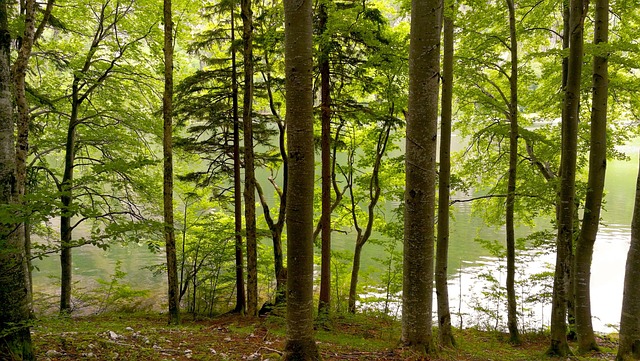 Free Forest Trees photo and picture