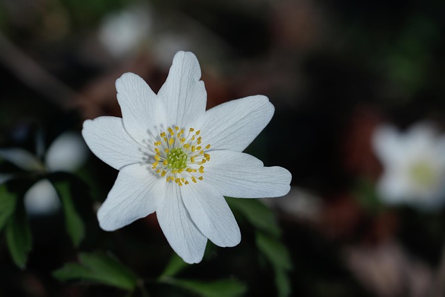 Free Wind Flower Flower Wallpaper photo and picture