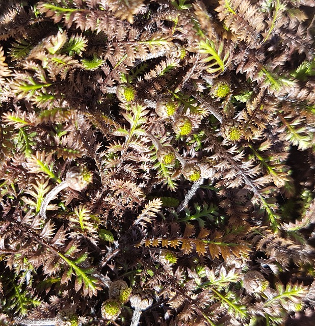 Free Leptinella Squalida photo and picture