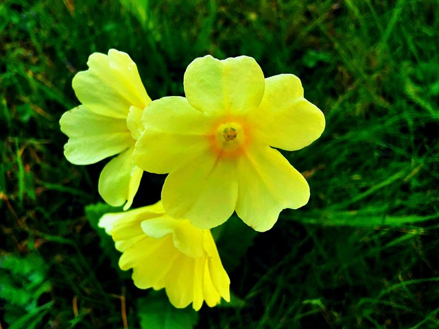 Free Flower Sky Key photo and picture
