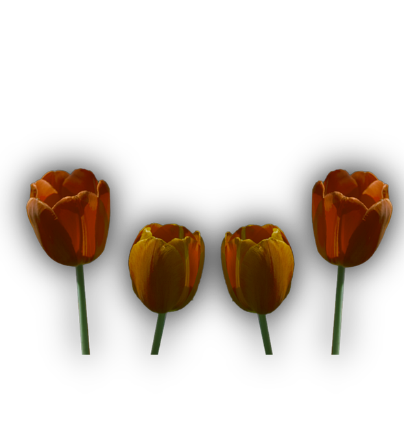 Free tulips png image transparent illustration