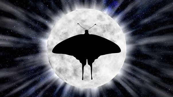 Free Moth Moon illustration and picture