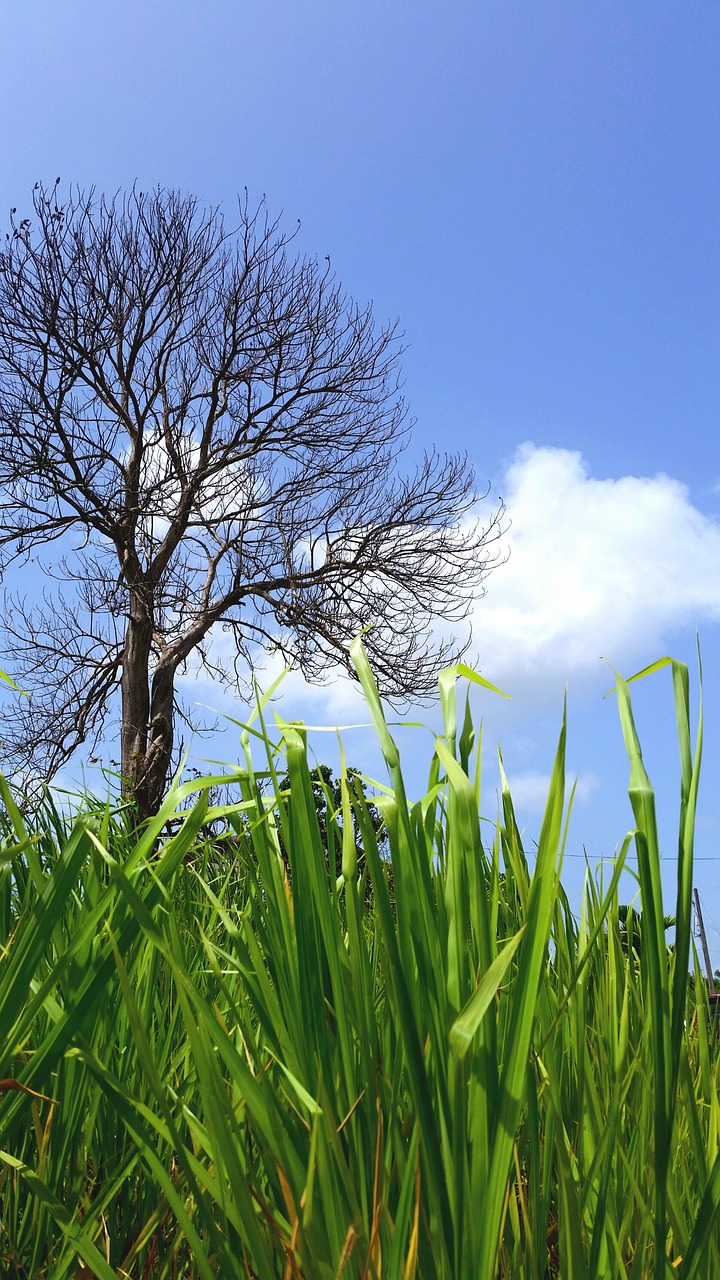 树 自然 天空 - Pixabay上的免费照片 - Pixabay