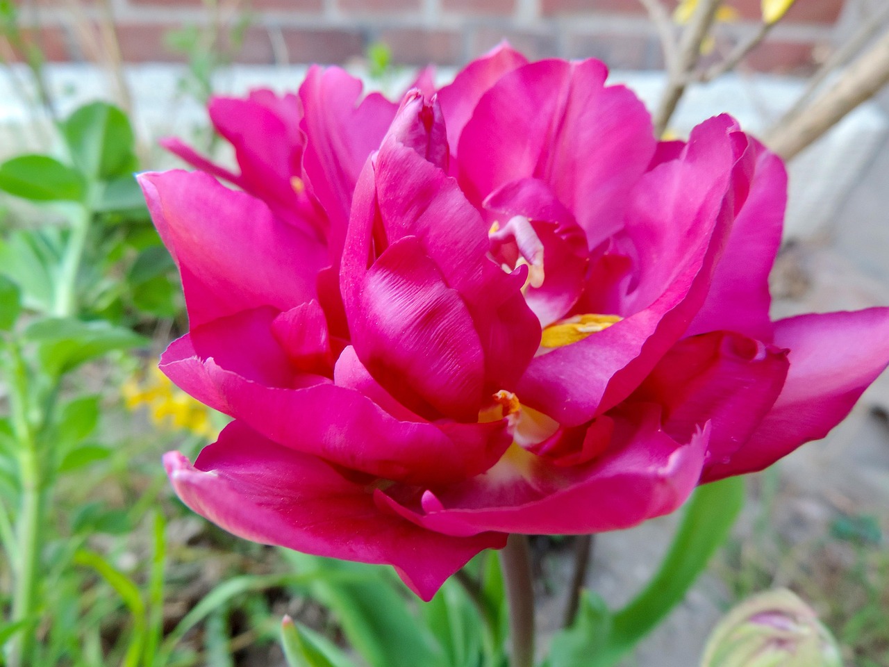 Bunga Tulp Lily Musim Semi - Foto gratis di Pixabay - Pixabay