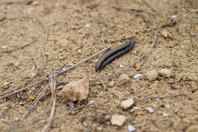 Free Animal Field photo and picture