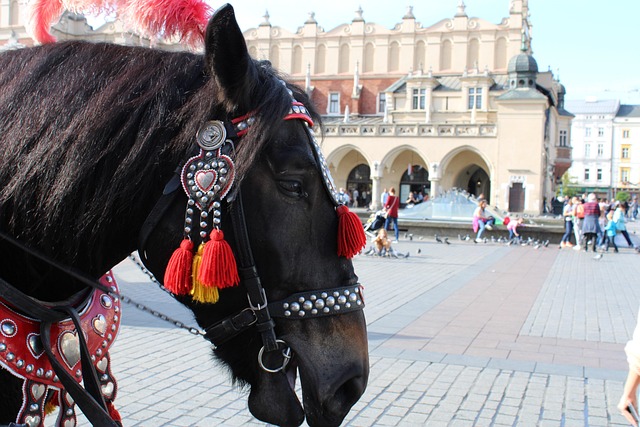Free Horse Animal photo and picture