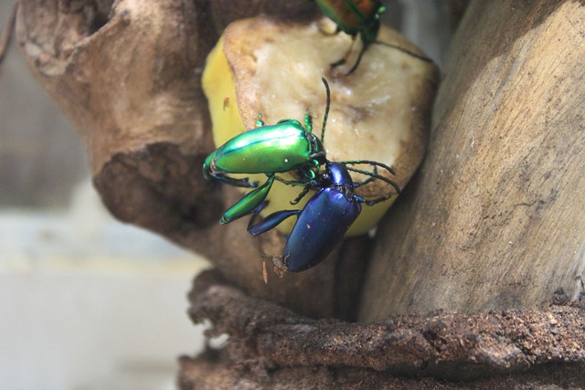 Free Beetles Animal photo and picture