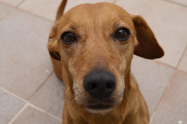 Cachorro, Filhote De Cachorro, Canino