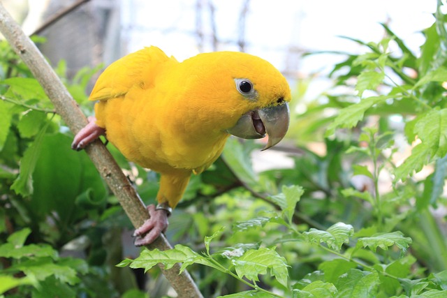 Free Parrot Yellow photo and picture