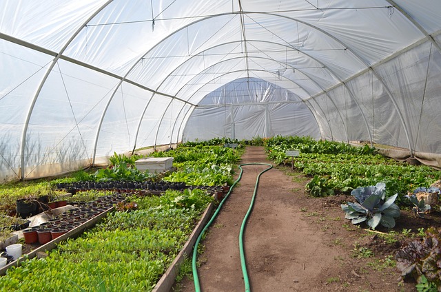 Berçário, Estufa, Plantio, Plantas