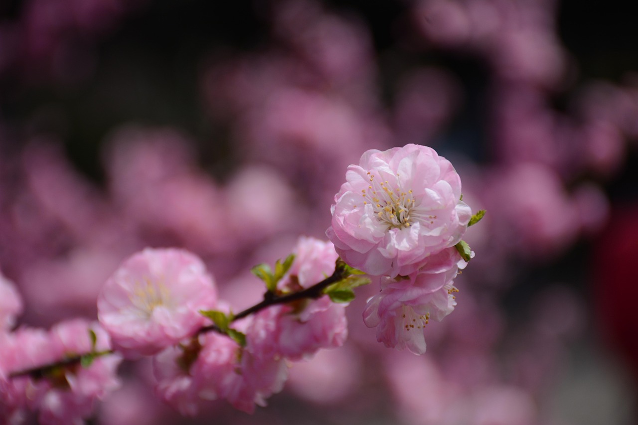 樱花 Sakura 花 - Pixabay上的免费照片