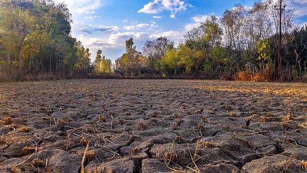 Free Paddy Field Harvest photo and picture