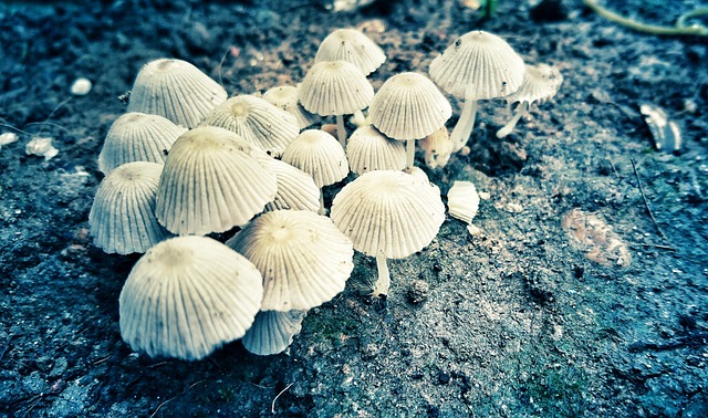 Free Mushroom Wildlife photo and picture