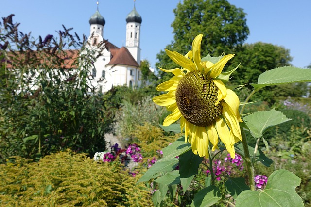 Free Sunflower Church photo and picture