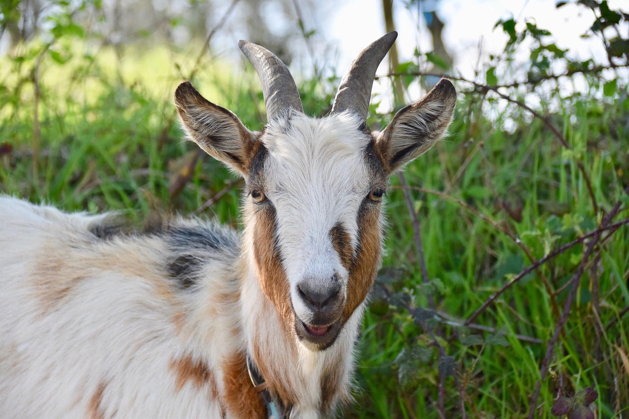 Goat Horns Ruminants - Free photo on Pixabay - Pixabay