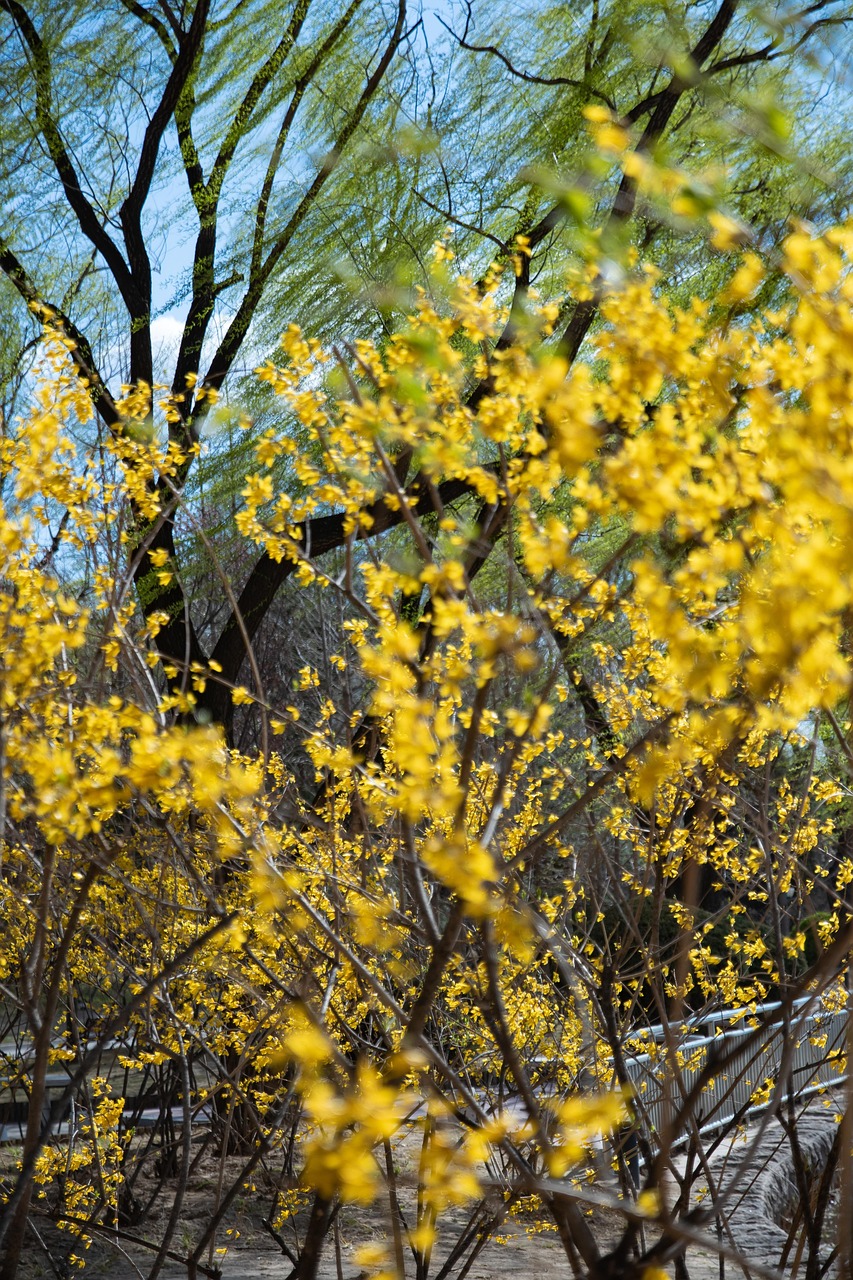 Free Winter Jasmine Tree photo and picture