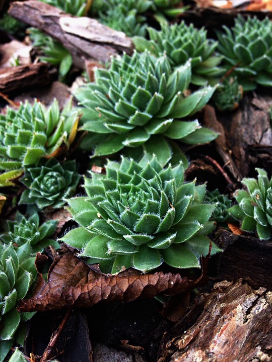 Borraccina Verde Foglie Foto Gratis Su Pixabay