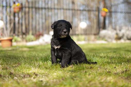 Doggy, Hündchen, Hund, Tiere, Haustier