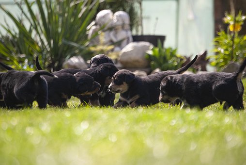 Doggy, Hündchen, Hund, Tiere, Haustier