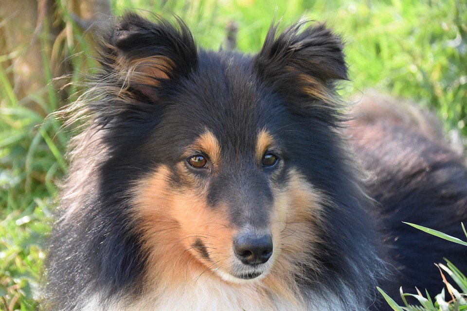 犬 犬シェトランド牧羊犬 動物の肖像画 Pixabayの無料写真