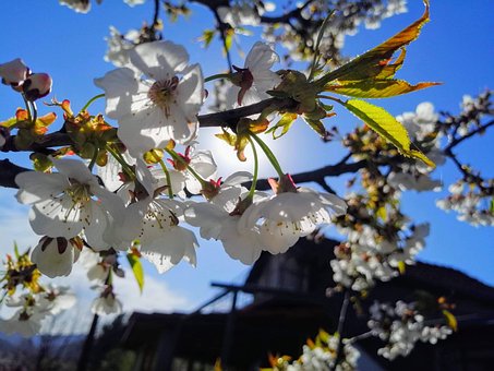 Free Spring Flower Wallpaper photo and picture