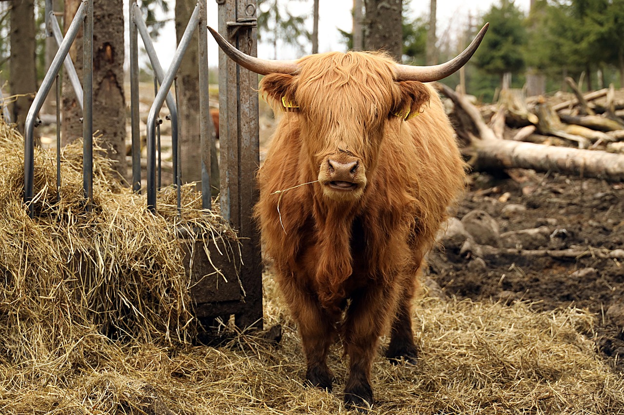 Cow - free online jigsaw puzzle photo