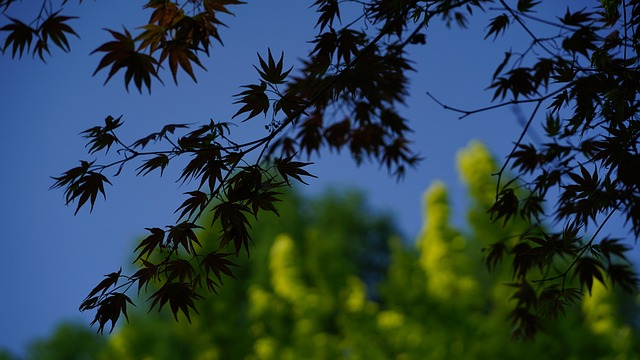 Free Trees Nature photo and picture