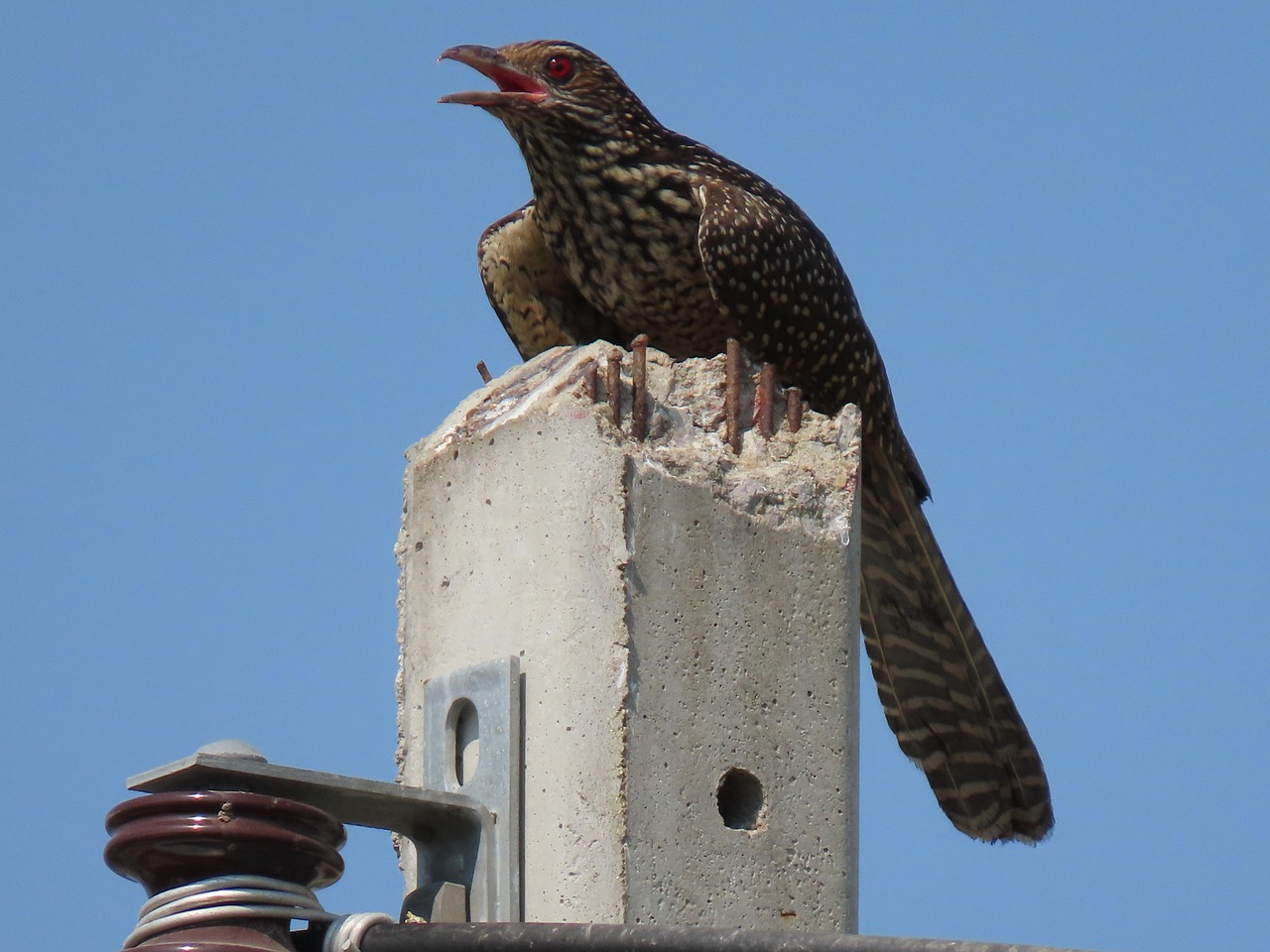 Animal Oiseau - Photo gratuite sur Pixabay - Pixabay