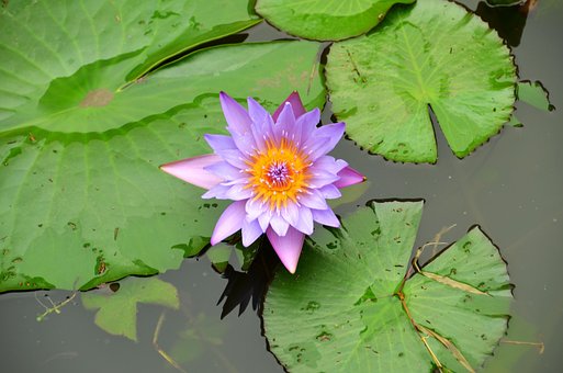 Free Lotus Pond photo and picture
