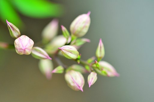 Free Bud Nature photo and picture