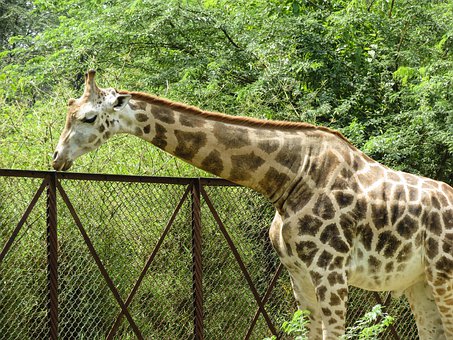 Girafa, Animal, Safári, Jardim Zoológico