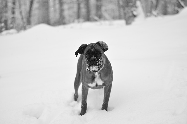 Free Dog German photo and picture