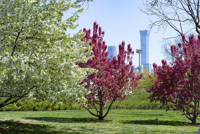 Træ, Natur, Blomst Tapet