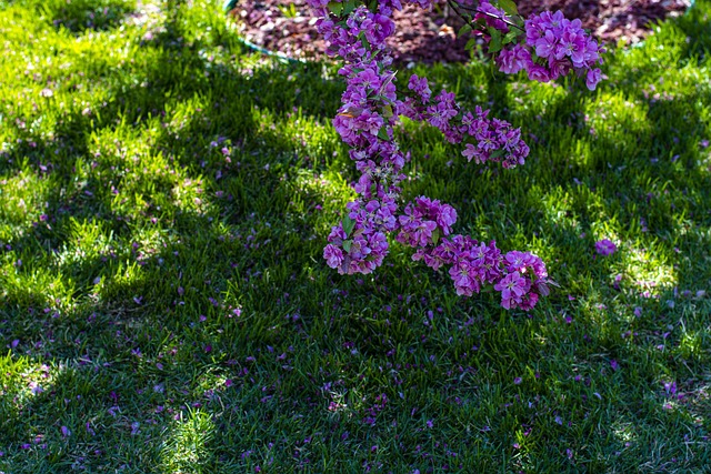 Meadow, Blomster, Natur, Blomst Baggrund