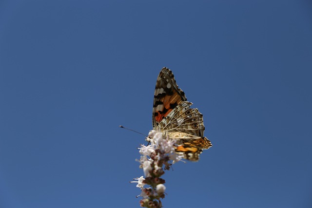 Free Butterfly Sky photo and picture