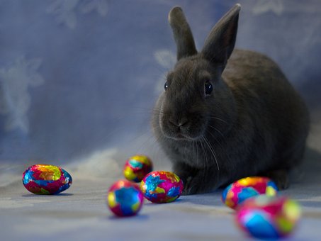 Free Rabbit Easter photo and picture