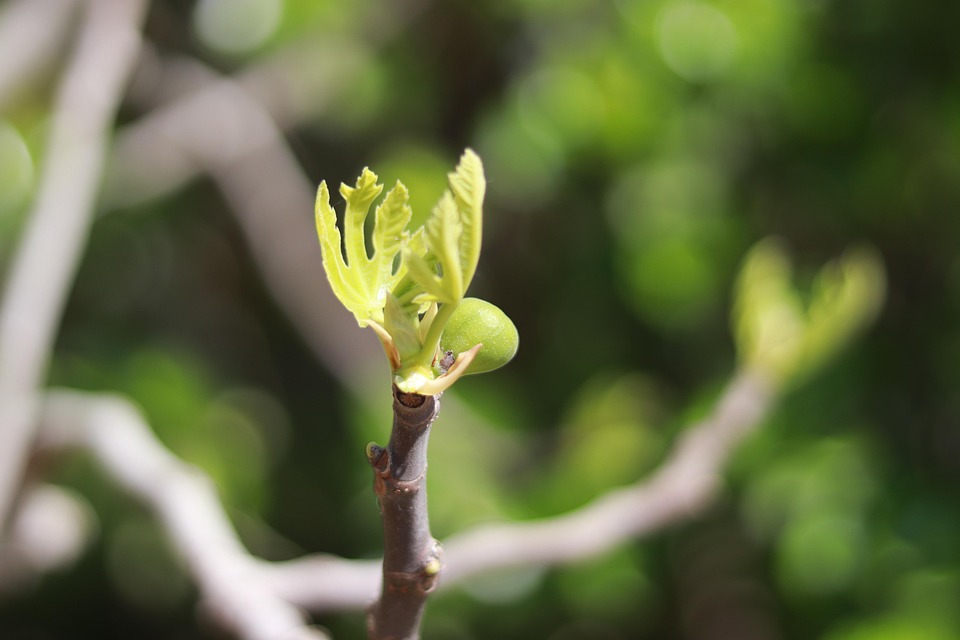 Figs Spring Green Leaf Free photo on Pixabay Pixabay