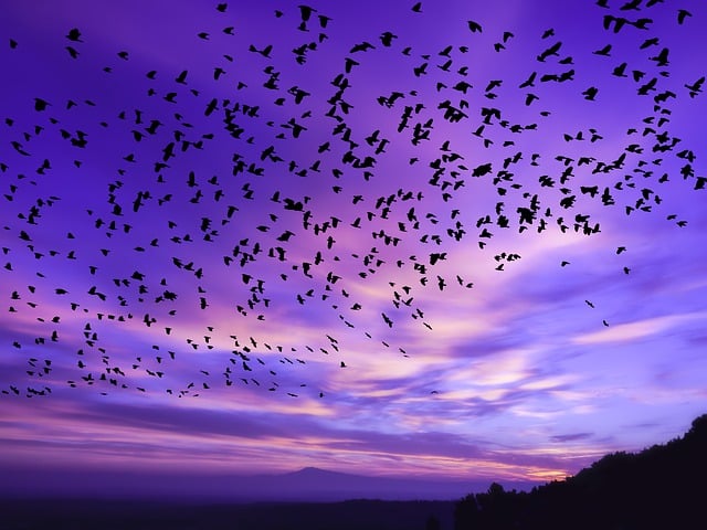 Free birds sunrise nature illustration