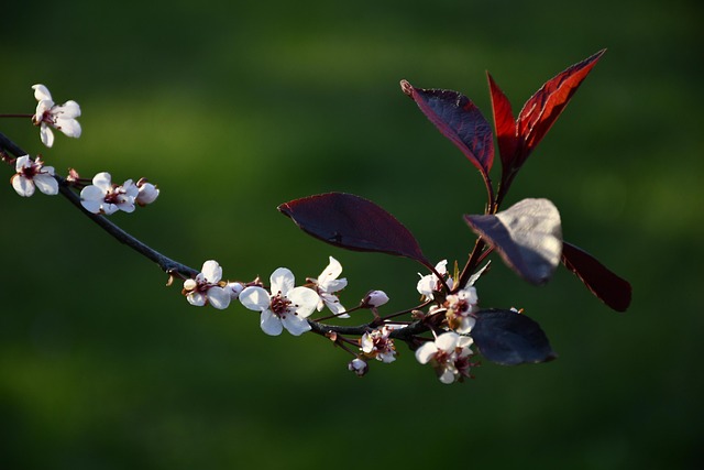 Blomster, Natur, Blomst Baggrund