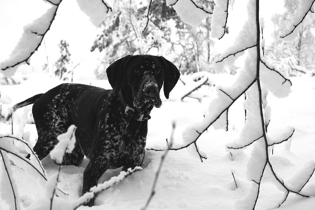 Free Dog German Pointer photo and picture